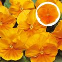 Afbeelding van Viola P9 Grootbloemig Orange clear